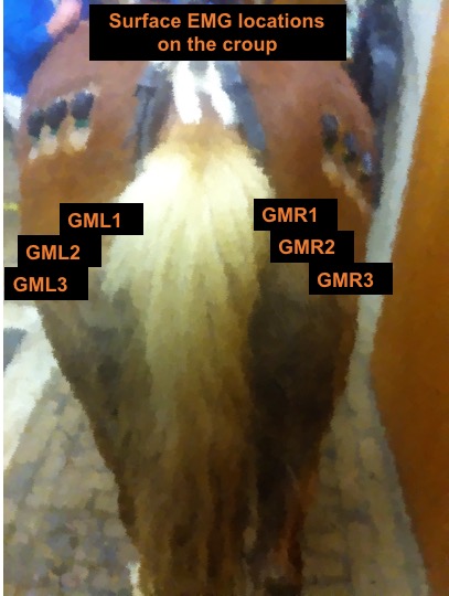 Haflinger horse with sEMG sensors
