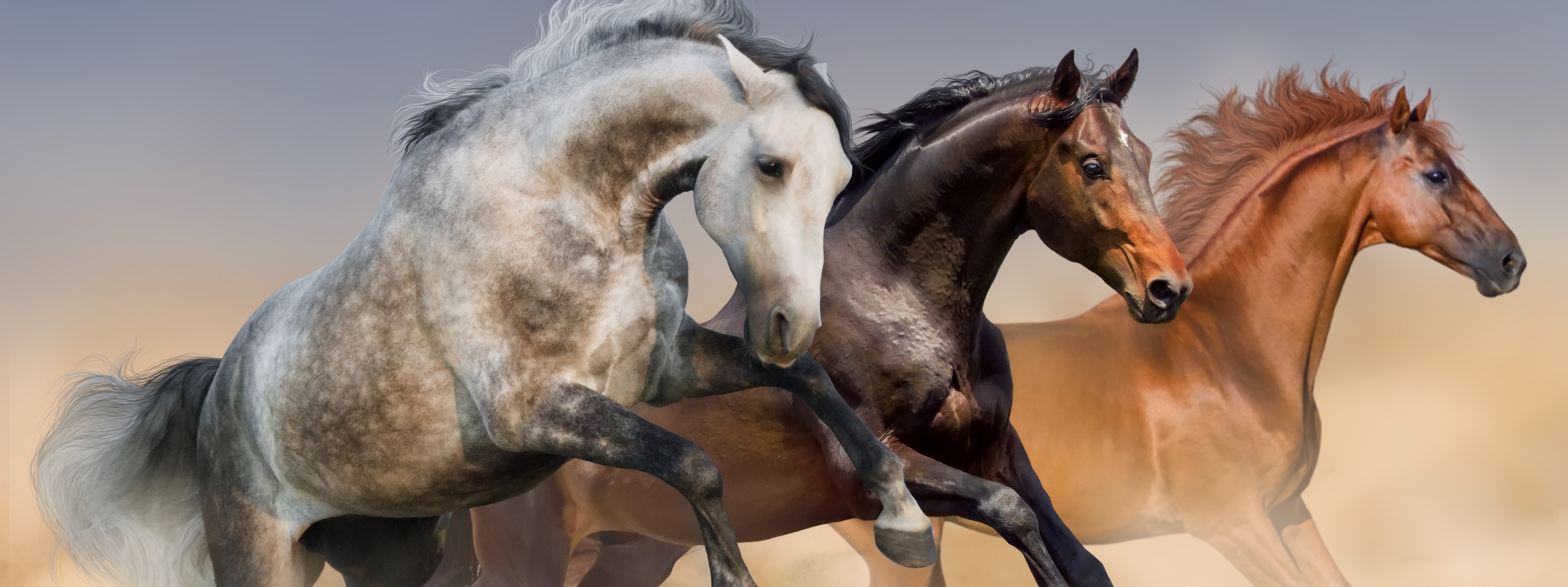 Vienna Horse Data Collection