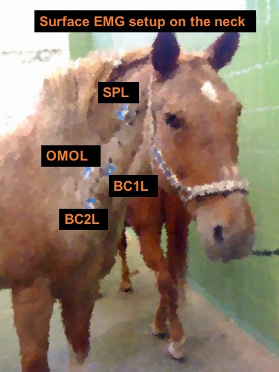 Horse neck with sEMG sensors